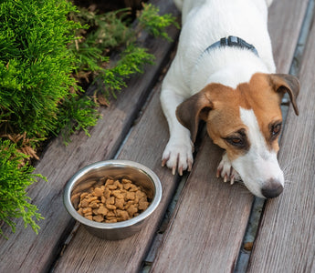 The First 72 Hours With a Rescue Dog: What New Adopters Should Expect