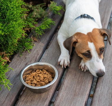 The First 72 Hours With a Rescue Dog: What New Adopters Should Expect
