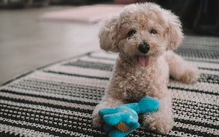 Best Puppy Toys by Play Style