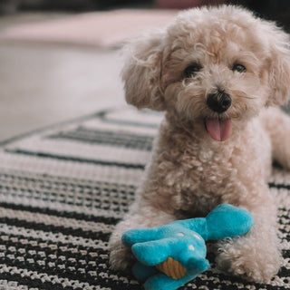 Best Puppy Toys by Play Style