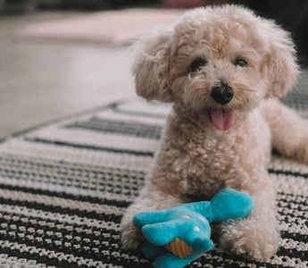Best Puppy Toys by Play Style