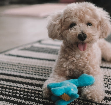 Best Puppy Toys by Play Style