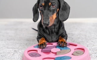 Why Enrichment Helps Prevent Problems Before They Start