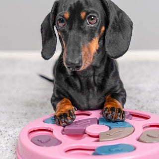 Why Enrichment Helps Prevent Problems Before They Start