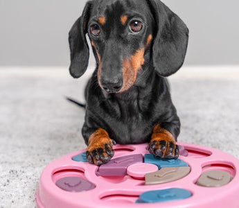 Why Enrichment Helps Prevent Problems Before They Start