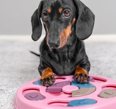 Why Enrichment Helps Prevent Problems Before They Start