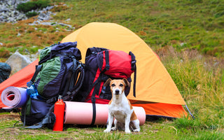 Bringing Your Dog Camping and Hiking: A Guide to a Safe and Fun Adventure 🏕️🐕