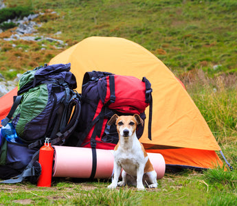 Bringing Your Dog Camping and Hiking: A Guide to a Safe and Fun Adventure 🏕️🐕