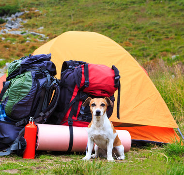 Bringing Your Dog Camping and Hiking: A Guide to a Safe and Fun Adventure 🏕️🐕