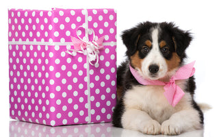 Best Gifts for New Puppy Owners (and What to Skip)