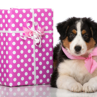 Best Gifts for New Puppy Owners (and What to Skip)