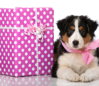 Best Gifts for New Puppy Owners (and What to Skip)