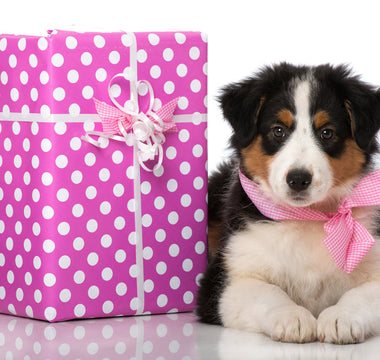 Best Gifts for New Puppy Owners (and What to Skip)