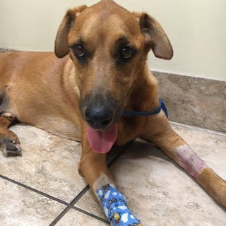 Let Them Eat Eggs: How One Simple Food Helped Save Our Dog’s Life
